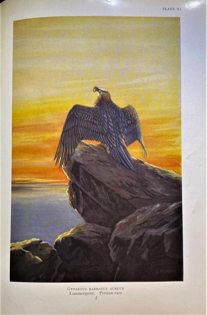 Birds of Arabia.