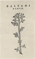 Marosticensis medici de balsamo dialogus in quo verissima balsami plantae, opobalsami, carpobalsami, & xilobalsami cognitio plerisq; antiquorum atq; iuniorum medicorum occulta nunc elucescit... [etc.]