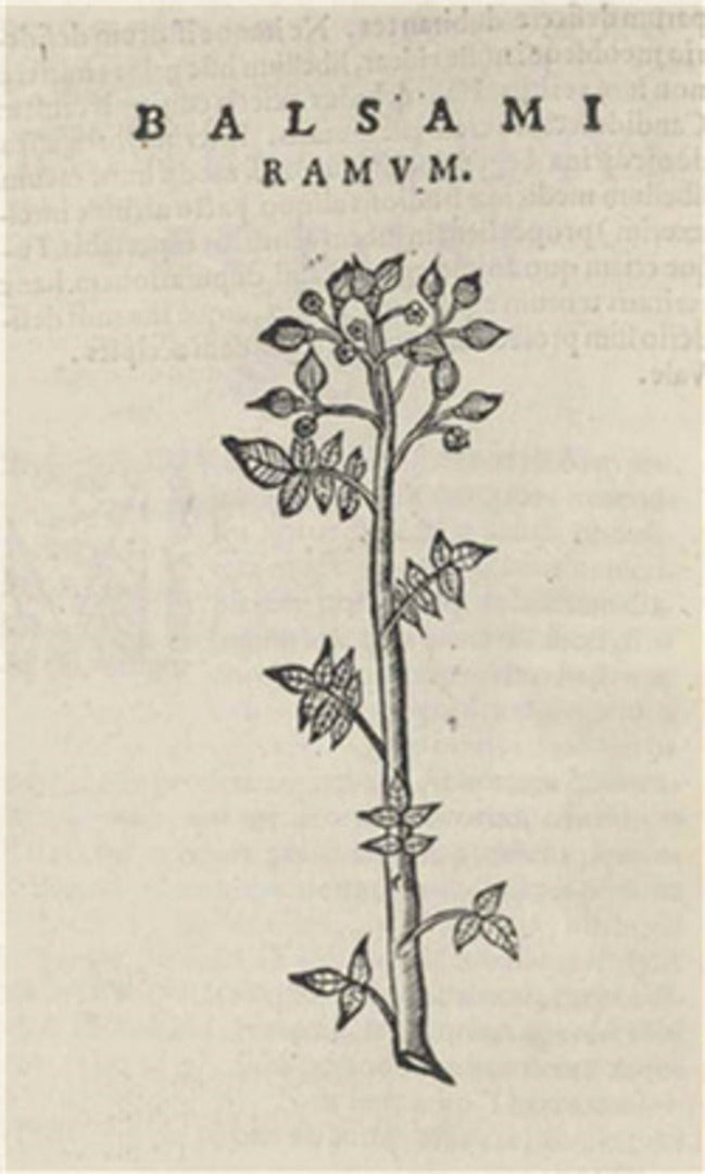 Marosticensis medici de balsamo dialogus in quo verissima balsami plantae, opobalsami, carpobalsami, & xilobalsami cognitio plerisq; antiquorum atq; iuniorum medicorum occulta nunc elucescit... [etc.]