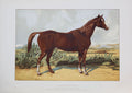 The Arabian Horse his Country and People. With portraits of typical or famous Arabians & other illustrations.